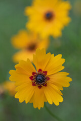 Goldenmane coreopsis has vibrant yellow petals and a red star shaped center.