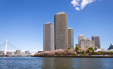 Obraz premium 東京 佃 満開の桜