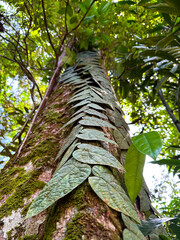 Fototapeta premium Rhaphidophora cryptantha plant climbing a tree . Dollar tree. Selective focus 