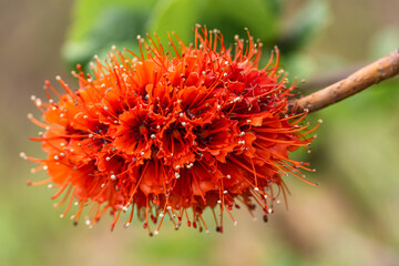 Close-up of Transvaal Bottlebrush (Greyia radlkoferi)