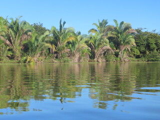 Fototapeta na wymiar palm trees in the water