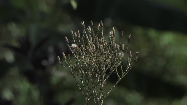 salad flower in garden during the harvest season for collect seed blurred background