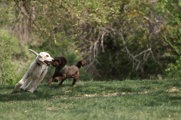Two dogs running in the grass 