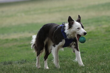 Border collie dog dropping ball 