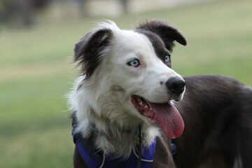 Border collie dog with blue eyes 