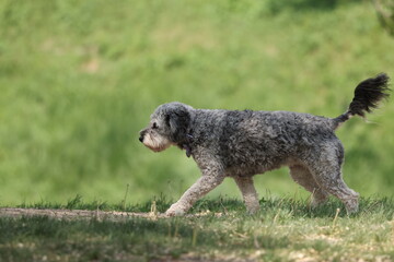 Bernedoodle dog walking in grass at park 