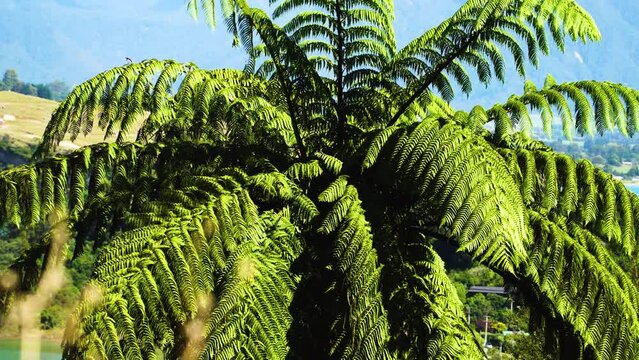 Detail of the fronds of a Tree fern (Dicksonia squarrosa) in New Zealand. The tree fern is endemic and a symbol of NZ. Locked telephoto shot
