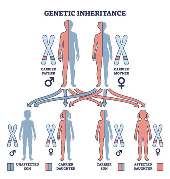 Genetic inheritance as two alleles in gene pair are inherited outline diagram. Labeled educational scheme with genetic interaction and effect for offspring vector illustration. Biological explanation