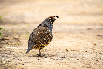 Male California quail (Callipepla californica) walking in the park. 