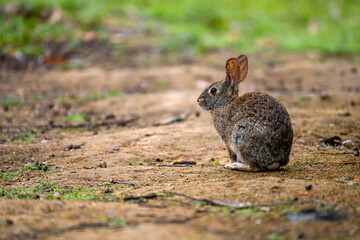 Cotton rabbit in the meadow.
