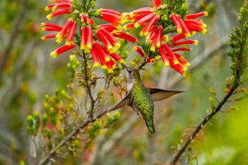 Hummingbird drinks nectar from 
Erica discolor Andrews flower.