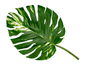green leaves pattern of Epipremnum aureum foliage isolated. leaf exotic tropical, Devil's ivy, Golden pothos