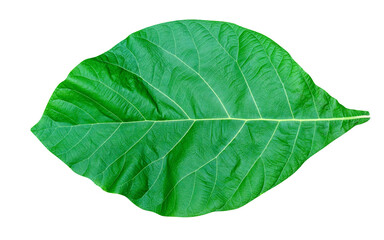 Fototapeta na wymiar Green leaves pattern,leaf teak isolated