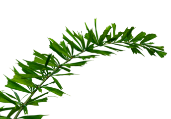 Green leaves pattern,tropical palm leaf isolated