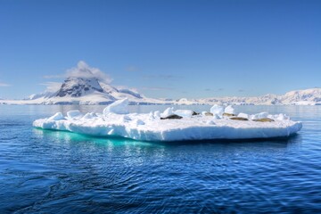 Photo of an iceberg floating in the middle of the ocean with crabeater seals resting on top