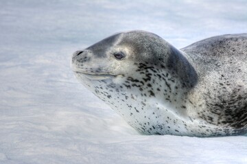 Photo of a leopard seal resting on snowy ground in Antarctica