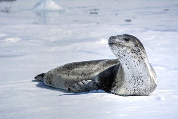 Photo of a leopard seal resting on snowy ground in Antarctica