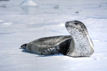 Photo of a leopard seal resting on snowy ground in Antarctica © turventur