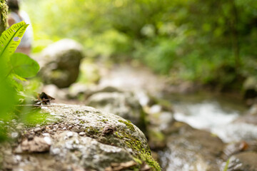 empty surface of stone in the forest 