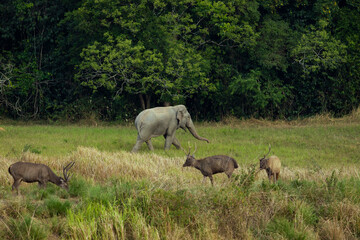 Naklejka na ściany i meble flock of sambar deer and male elephant standing on dry meadow of khaoyai national park thailand