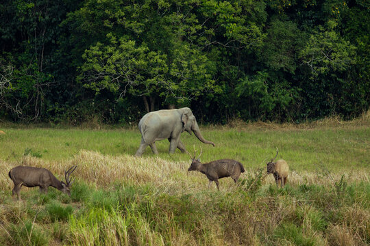 flock of sambar deer and male elephant standing on dry meadow of khaoyai national park thailand