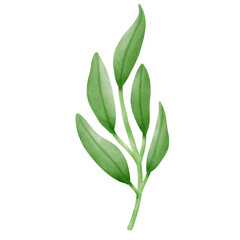 Watercolor Green leaves, green branches. For anniversary, wedding invitations, posters and more.  Vector illustration eps10.