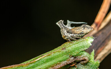 Close up a strange treehopper (horned tree hopper) on tree branch and nature background, Selective focus, Macro photo of insect in nature.