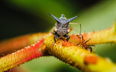 Close up a strange treehopper (horned tree hopper) on tree branch with red ants, Selective focus, Macro photo of insect in nature.