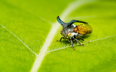 Close up a strange treehopper (horned tree hopper) on green leaf and nature background, Selective focus, Macro photo of insect in nature.