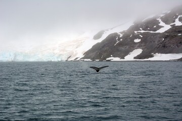 Photo of a majestic bird soaring above the crystal blue waters of Antarctica, with humpback whales...