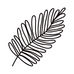 Hand Drawn palm leaves from the top view in doodle style