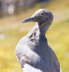 close up of a bird