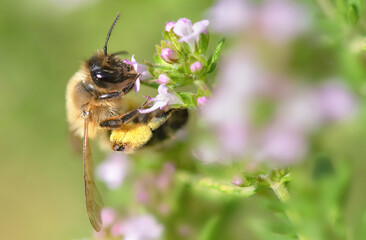 closeup on a honey bee pollinating white flowers of  thyme in a garden on blurred background  in  springtime