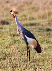 A Single Crowned Crane at Ngorongoro crater, Tanzania