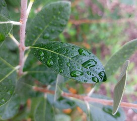 Close-up of feijoa leaf in rain