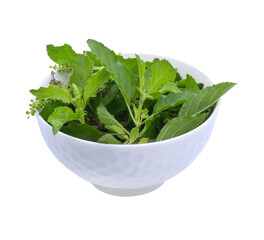 Holy Basil, Ocimum sanctum isolate transparent png