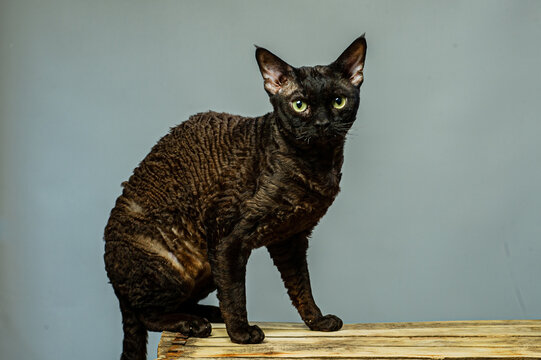 Devon rex cat on colored backgrounds