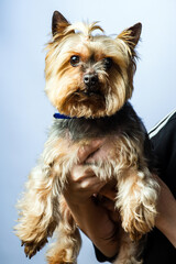 Young Exhibition Yorkshire Terrier in studio interior