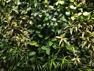 Refresh your life with the freshness of green leaf background