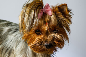 Yorkshire terrier looking at the camera in a head shot, against a white background