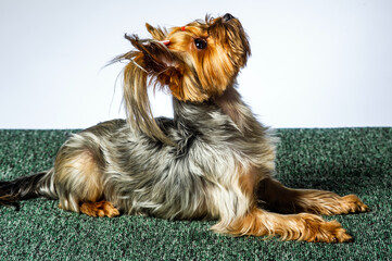 Yorkshire terrier looking at the camera in a head shot, against a white background