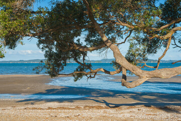 Large pohutukawa tree branch stretching over beach
