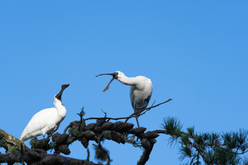 Pair of Royal Spoonbill birds in pine tree interacting