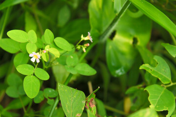 Blurred nature background and a close-up of tropical leaves frame in vibrant shades of green