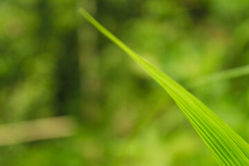 Blurred nature background and a close-up of tropical leaves frame in vibrant shades of green. Bristle grasses (Setaria palmifolia)