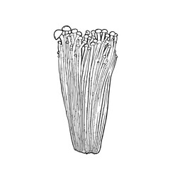 Enoki mushrooms Vector illustration hand drawn, family of edible mushrooms, Asian traditional cuisine, healthy organic food, vegetarian food, fresh mushrooms isolated on white background