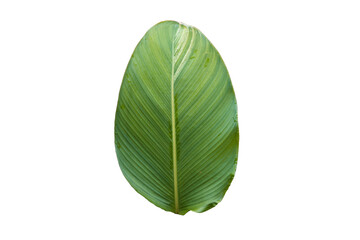 Green Galangal Leaves isolated