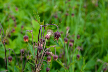 Geum rivale, the water avens. Pink flowers on the meadow