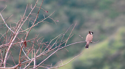 alone bird sitting on the tree branch