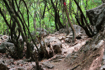 tree in the forest and hiking trail